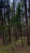 mollieruck Altpins Profile Picture