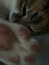 cata.leyah Altpins Profile Picture