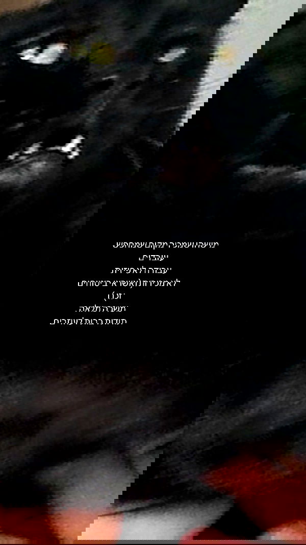 mishel116 mishel116 archive image