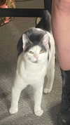 livindeadyaz Altpins Profile Picture
