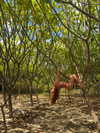 rouxroux.tv Altpins Profile Picture