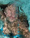 daisy_r_19 Altpins Profile Picture