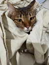 hellokittyangel666 Altpins Profile Picture