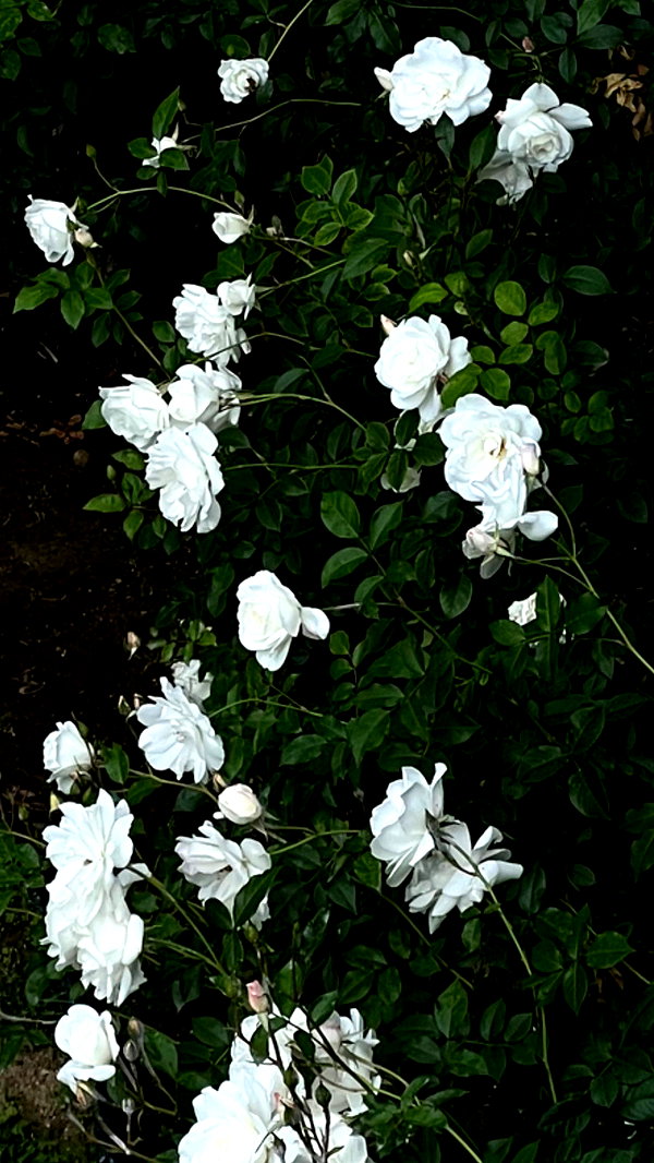neiimaaa neiimaaa archive image