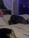 laylafleet1 Altpins Profile Picture