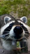 danamrts Altpins Profile Picture