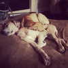 sashapieterse Altpins Profile Picture