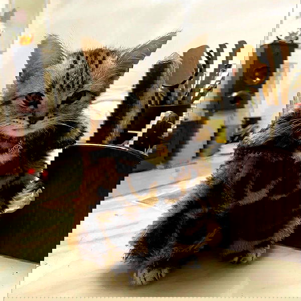 missnyxdawn missnyxdawn archive image