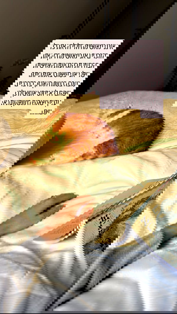 iambohema.v2 iambohema.v2 archive image