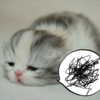 mewisa Altpins Profile Picture