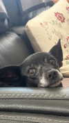 moonliliaght Altpins Profile Picture