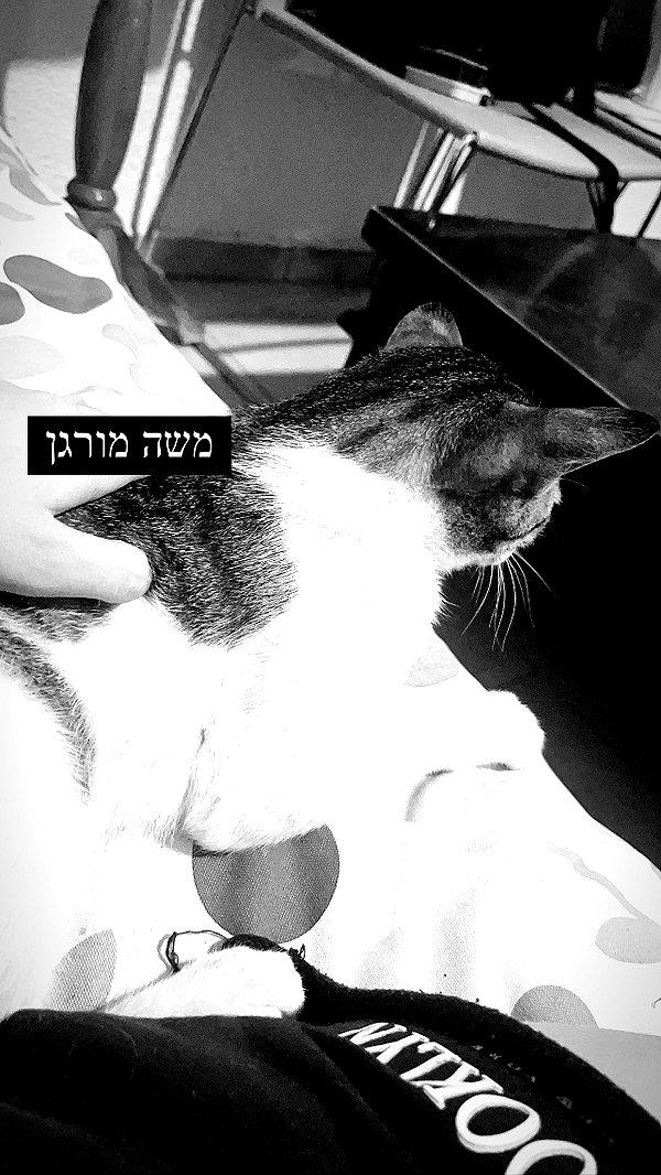 liliashaked instagram image archive image
