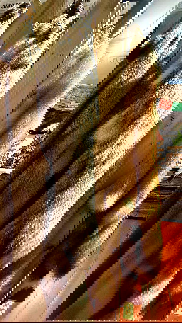 zommmbri zommmbri archive image