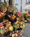 zoeliss Altpins Profile Picture