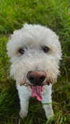 danamrts Altpins Profile Picture