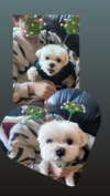 luvstuff3r Altpins Profile Picture