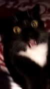 vampiryska Altpins Profile Picture