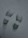 ll.lu1s Altpins Profile Picture
