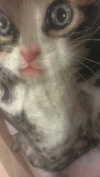 alicejaderockwell Altpins Profile Picture