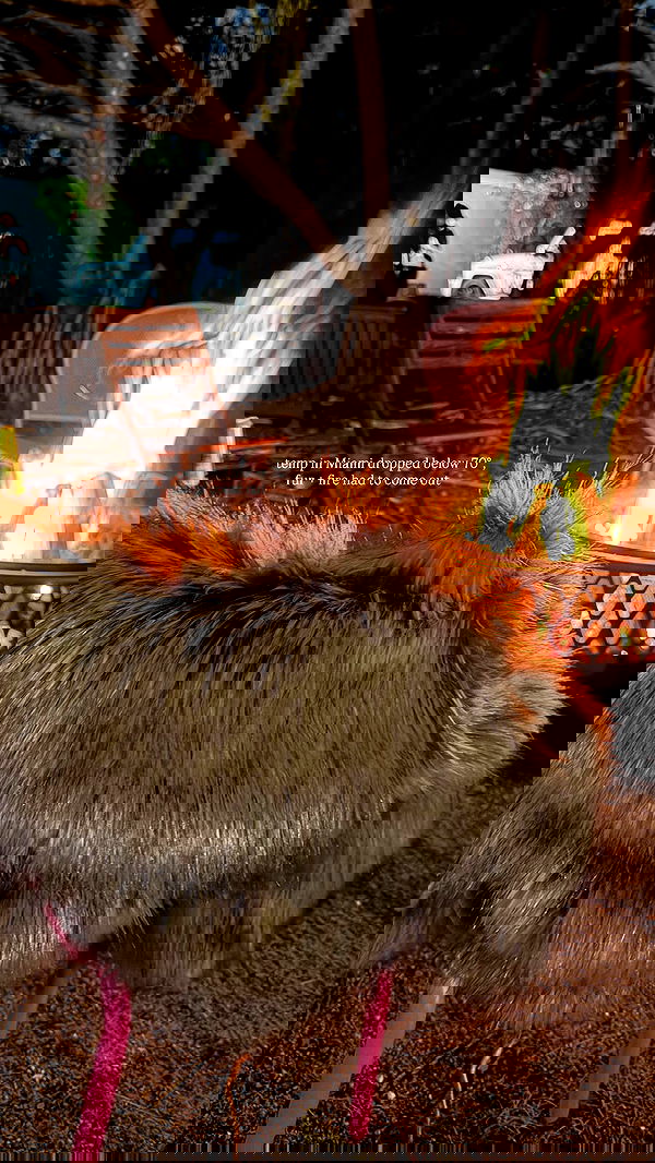 miakhalifa miakhalifa archive image