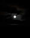 laylafleet1 Altpins Profile Picture