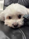 shirakor_ Altpins Profile Picture