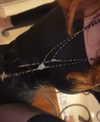 d3ad.doll Altpins Profile Picture
