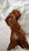 noa.benhemo Altpins Profile Picture