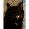 danielle.mercedie Altpins Profile Picture