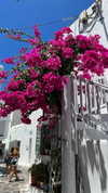 dekota_thompson Altpins Profile Picture