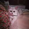 sychevskaya Altpins Profile Picture