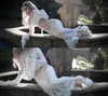 krystallea.cs Altpins Profile Picture