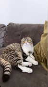 sonia_litvanchuk Altpins Profile Picture