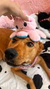 galibilaus Altpins Profile Picture