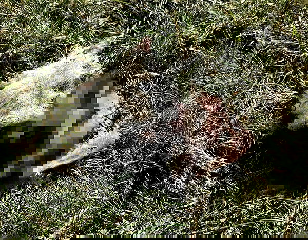 veiyul veiyul archive image