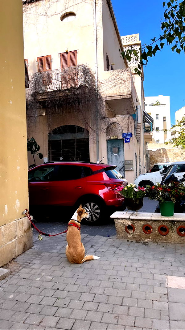 yaelxyazdi instagram image archive image