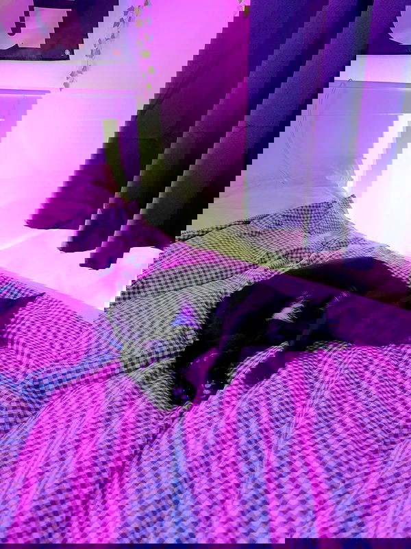 neondemoni neondemoni archive image