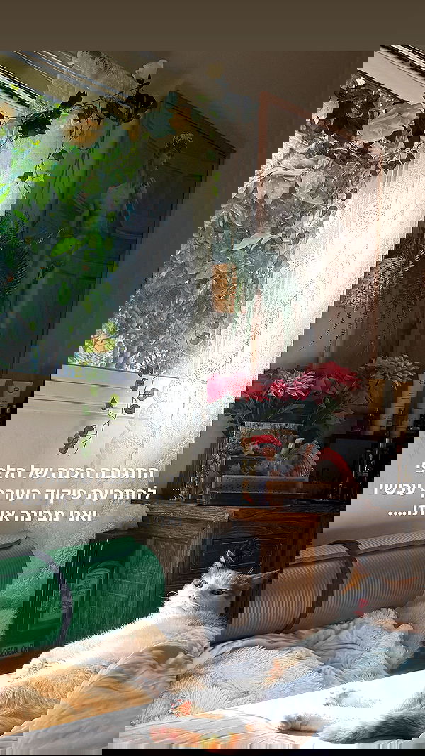 strawberryshanz strawberryshanz archive image