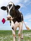 milkiwifey Altpins Profile Picture