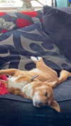 bat.wiings Altpins Profile Picture