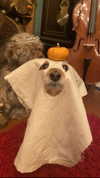 bat.wiings Altpins Profile Picture