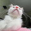 llofreaki Altpins Profile Picture