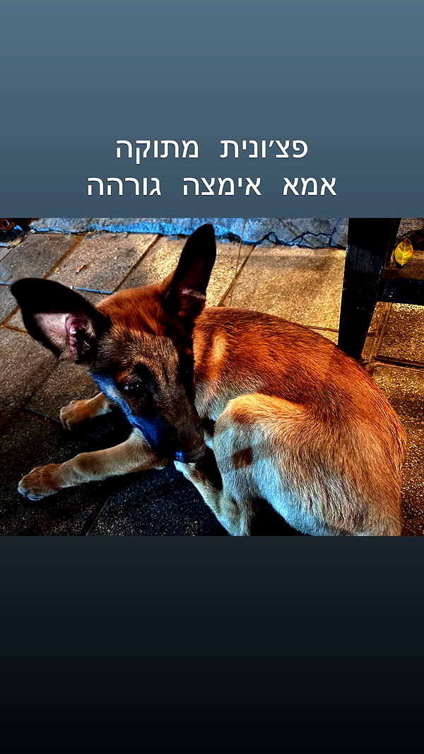 alma.almog alma.almog archive image