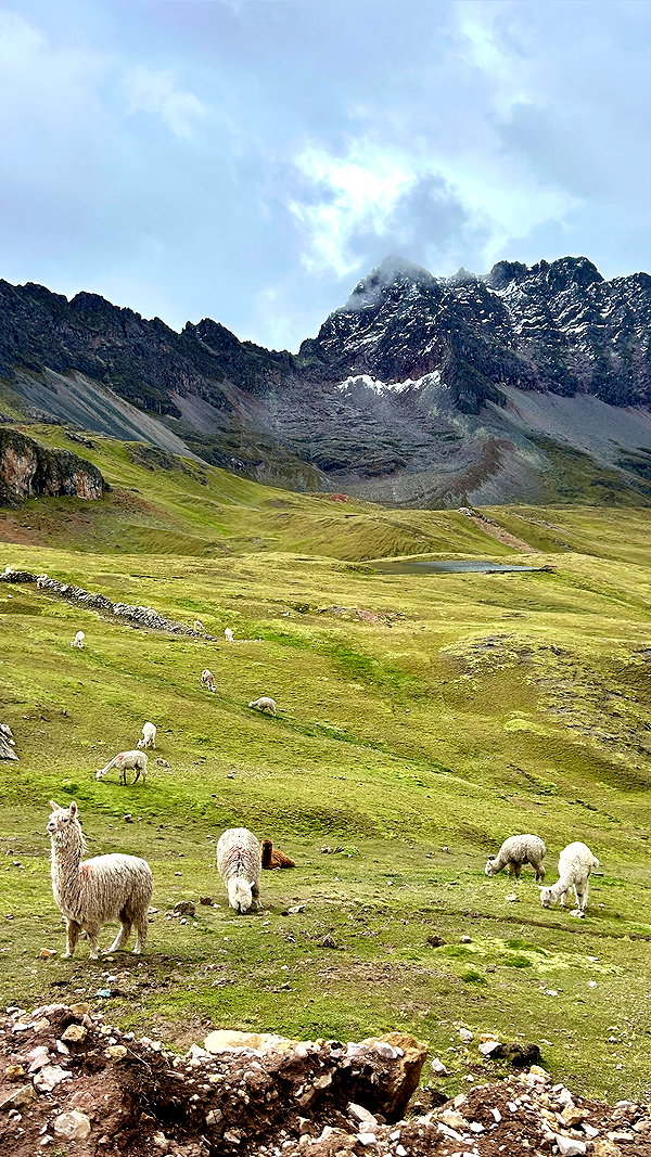 michalcohen___ archive image