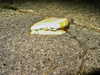 bugz4brainz Altpins Profile Picture