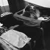 gigihadid Altpins Profile Picture
