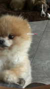 paula_valentina_gomez Altpins Profile Picture