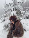 zoeliss Altpins Profile Picture