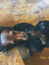 libby_reut Altpins Profile Picture