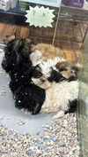 olivia.bolgerr Altpins Profile Picture